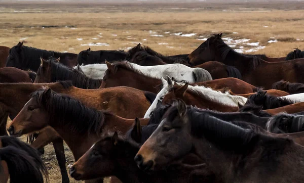 Cavalos Herd Run Kayseri Yilki Atlari Yilki Cavalos — Fotografia de Stock