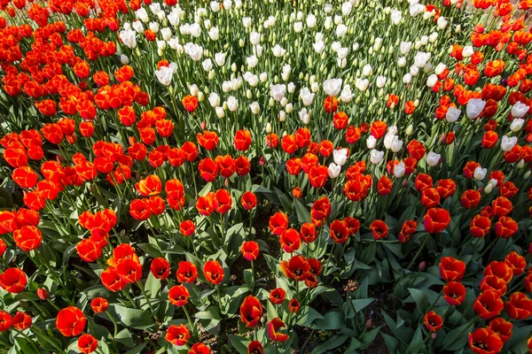Tulip Festival Emirgan Park Historisk Stadspark Belägen Stadsdelen Sariyer Istanbul — Stockfoto