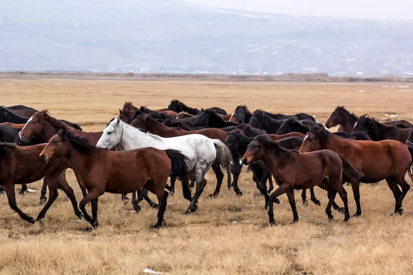 Horses Herd Run Kayseri Yilki Atlari Yilki Horses — стокове фото