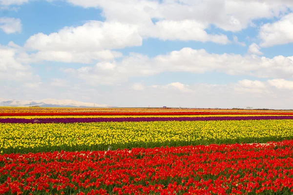 Colorful Tulips Fields Garden — Stock Photo, Image