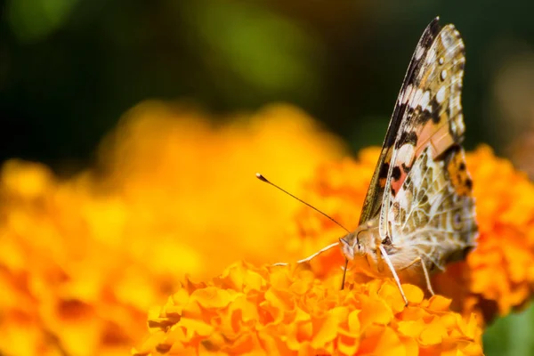 Beautiful Butterfly Flower Close — Stock Photo, Image