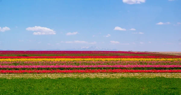 Colorido Tulipas Campos Jardim — Fotografia de Stock