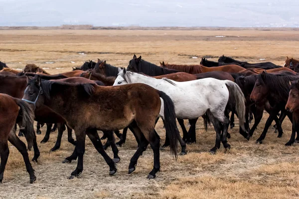 Cavalos Herd Run Kayseri Yilki Atlari Yilki Cavalos — Fotografia de Stock
