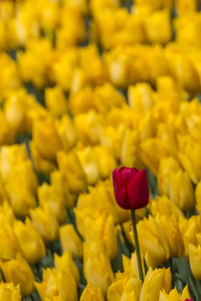 Tulip Festival Emirgan Park Historiallinen Kaupunkipuisto Sijaitsee Sariyer Alueella Istanbulissa — kuvapankkivalokuva