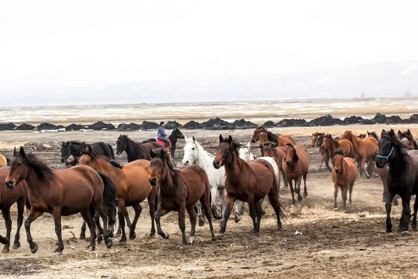 Horses Herd Run Kayseri Yilki Atlari Yilki Horses — стокове фото