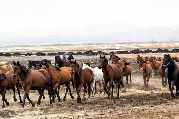 Cavalos Herd Run Kayseri Yilki Atlari Yilki Cavalos — Fotografia de Stock