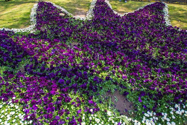 Фестиваль Тюльпанів Emirgan Park Історичний Міський Парк Розташований Районі Сар — стокове фото