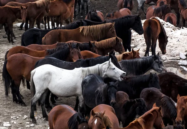 Horses Herd Run Kayseri Yilki Atlari Yilki Horses — стокове фото