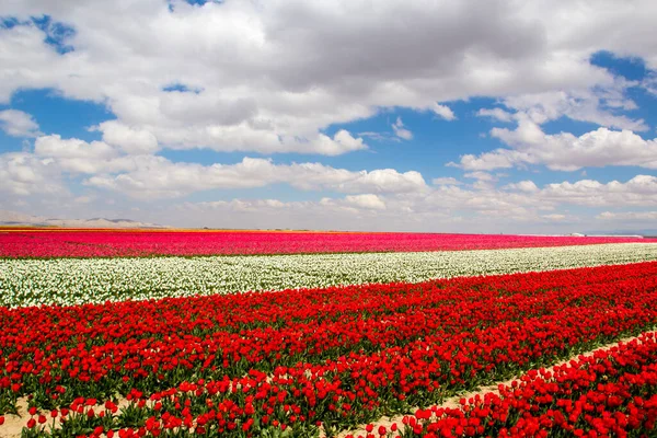 Colorati Campi Tulipani Giardino — Foto Stock