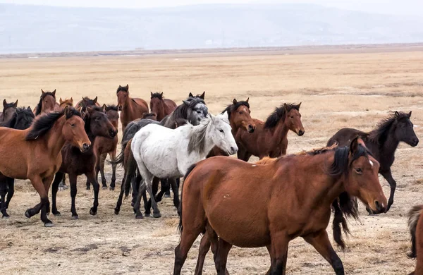 Horses Herd Run Kayseri Yilki Atlari Yilki Horses — стокове фото