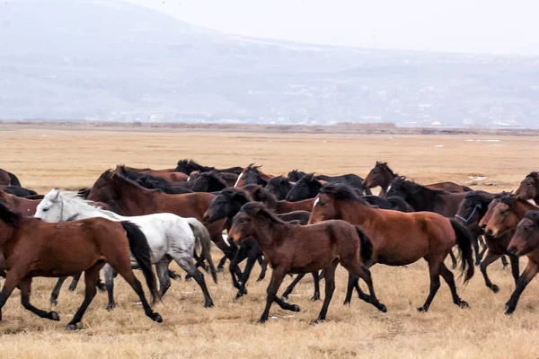 Cavalos Herd Run Kayseri Yilki Atlari Yilki Cavalos — Fotografia de Stock