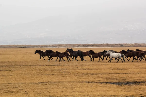 Troupeau Chevaux Run Kayseri Yilki Atlari Yilki Chevaux — Photo