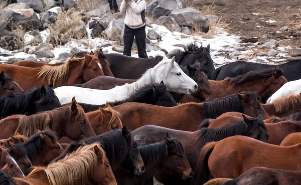 Horses Herd Run Kayseri Yilki Atlari Yilki Horses — стокове фото