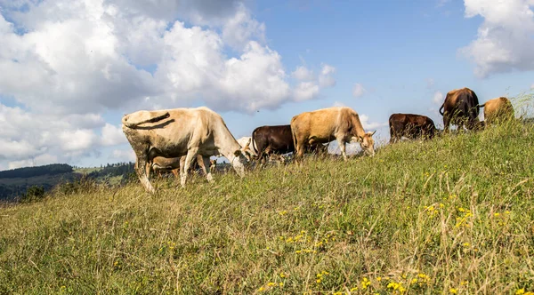 Festival Sacrificios Bayram Kurban Las Vacas Están Pastoreando Colina — Foto de Stock