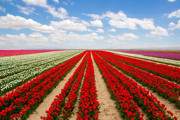 Barevné Tulipány Pole Zahrada — Stock fotografie