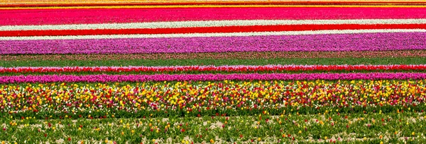 Bunte Tulpenfelder Garten — Stockfoto
