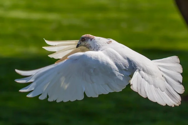 背景に白い鳩が飛んでいる — ストック写真