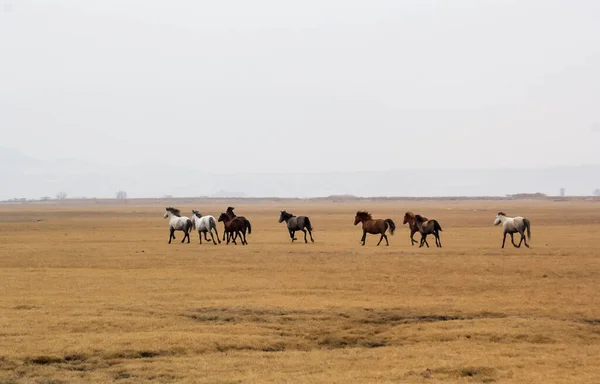 Cavalli Herd Run Kayseri Yilki Atlari Yilki Cavalli — Foto Stock