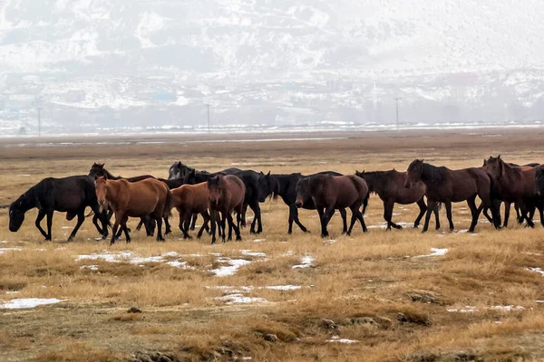 Cavalos Herd Run Kayseri Yilki Atlari Yilki Cavalos — Fotografia de Stock