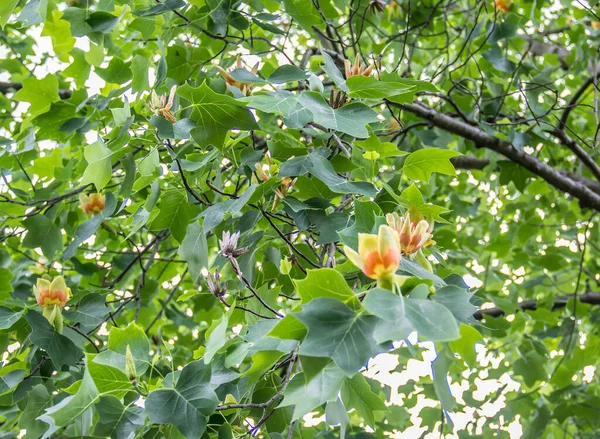 Gele Bloemen Tuin Achtergrond — Stockfoto