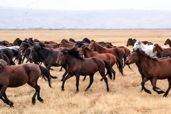 Cavalos Herd Run Kayseri Yilki Atlari Yilki Cavalos — Fotografia de Stock
