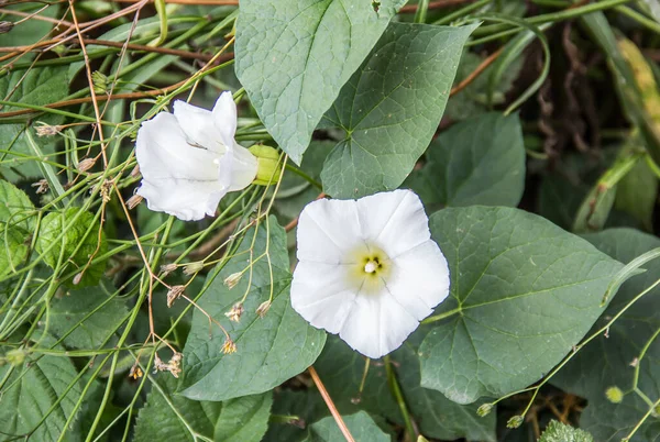 Lindas Flores Brancas Fundo Close — Fotografia de Stock