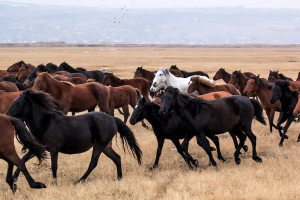 Cavalos Herd Run Kayseri Yilki Atlari Yilki Cavalos — Fotografia de Stock