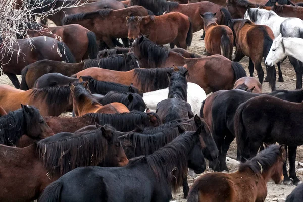 Cavalos Herd Run Kayseri Yilki Atlari Yilki Cavalos — Fotografia de Stock