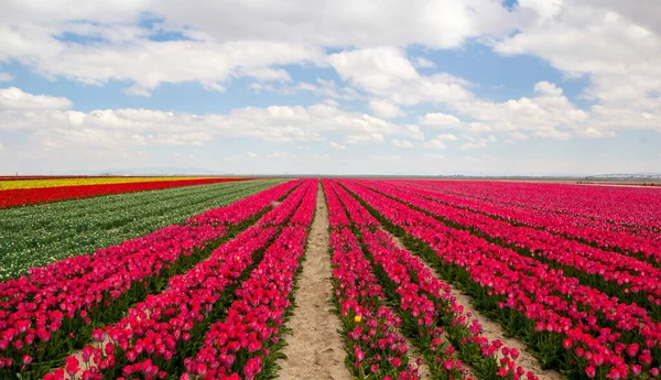 Barevné Tulipány Pole Zahrada — Stock fotografie