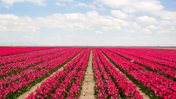 Colorido Tulipas Campos Jardim — Fotografia de Stock