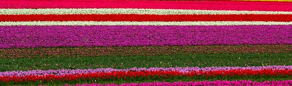 Colorati Campi Tulipani Giardino — Foto Stock