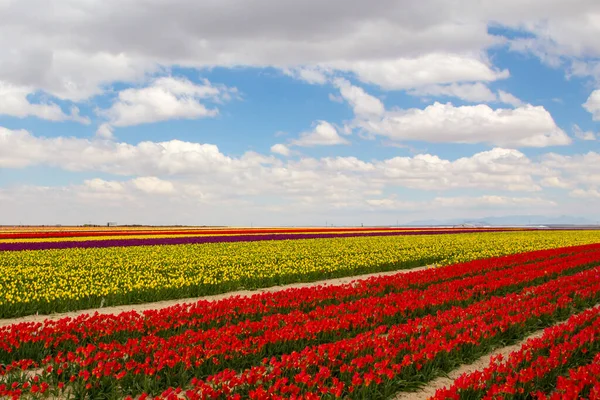 Colorido Tulipas Campos Jardim — Fotografia de Stock