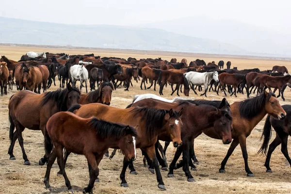 Horses Herd Run Kayseri Yilki Atlari Yilki Horses — стокове фото