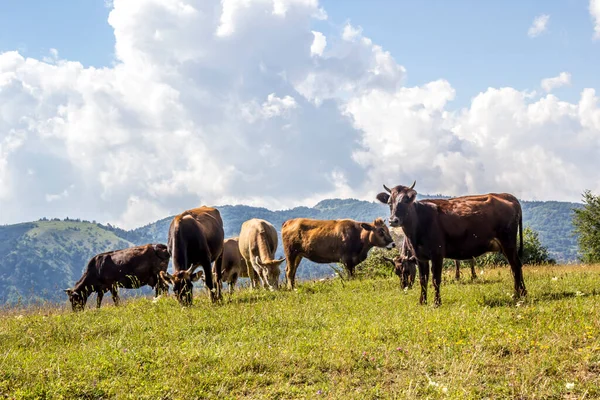 犠牲祭 カルバン バヤム牛は丘の上で放牧されています — ストック写真