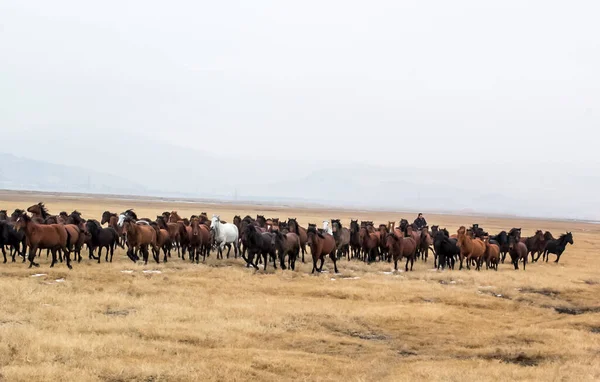 Horses Herd Run Kayseri Yilki Atlari Yilki Horses — стокове фото