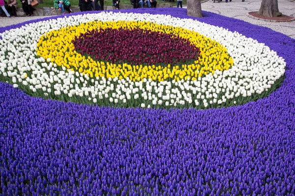 Фестиваль Тюльпанів Emirgan Park Історичний Міський Парк Розташований Районі Сар — стокове фото