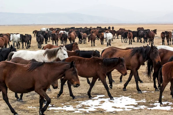 horses running, black, white and brown horses, Horse Herd Run Kayseri (Yilki Atlari) Yilki Horses