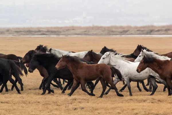 Horses Herd Run Kayseri Yilki Atlari Yilki Horses — стокове фото