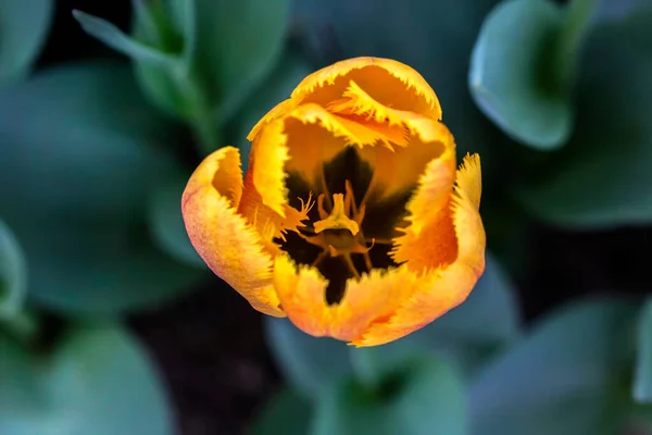 Schöne Tulpe Auf Dem Hintergrund Nahaufnahme — Stockfoto