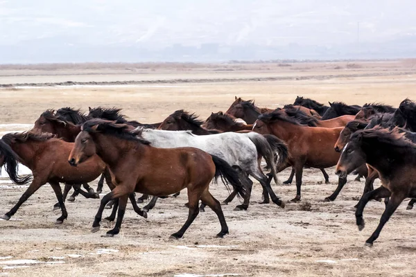 Horses Herd Run Kayseri Yilki Atlari Yilki Horses — стокове фото