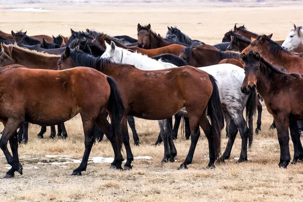 馬の群れ実行Kayseri Yilki Atlari Yilki馬 — ストック写真