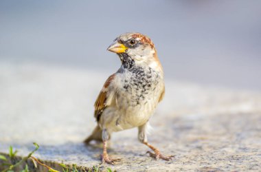 Arka planda serçe kuşu, kapat