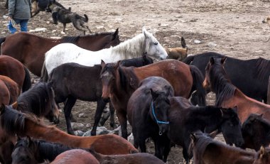 Atlar Sürü Koş Kayseri (Yilki Atlari) Yilki Atlari