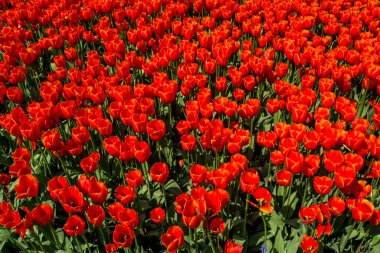 İstanbul 'un Sariyer ilçesinde yer alan tarihi kent parkı Emirgan Parkı' nda düzenlenen lale Festivali. Emirgan Parkı 'nın renkli lalelerini görüyor.