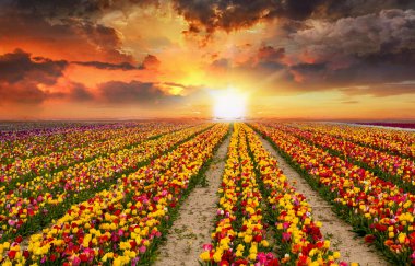 Renkli lale bahçeleri