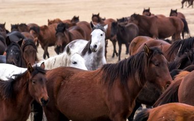 Atlar Sürü Koş Kayseri (Yilki Atlari) Yilki Atlari