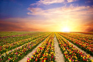 colorful tulips fields garden clipart