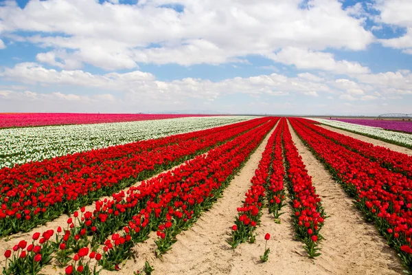 Barevné Tulipány Pole Zahrada — Stock fotografie