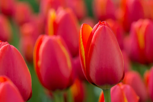 Tulpenfest Emirgan Park Einem Historischen Stadtpark Istanbuler Stadtteil Sariyer Bunte — Stockfoto