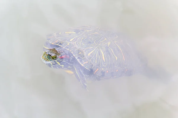 Skildpadde Dyr Vand Baggrund - Stock-foto